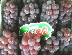 大野葡萄.jpg